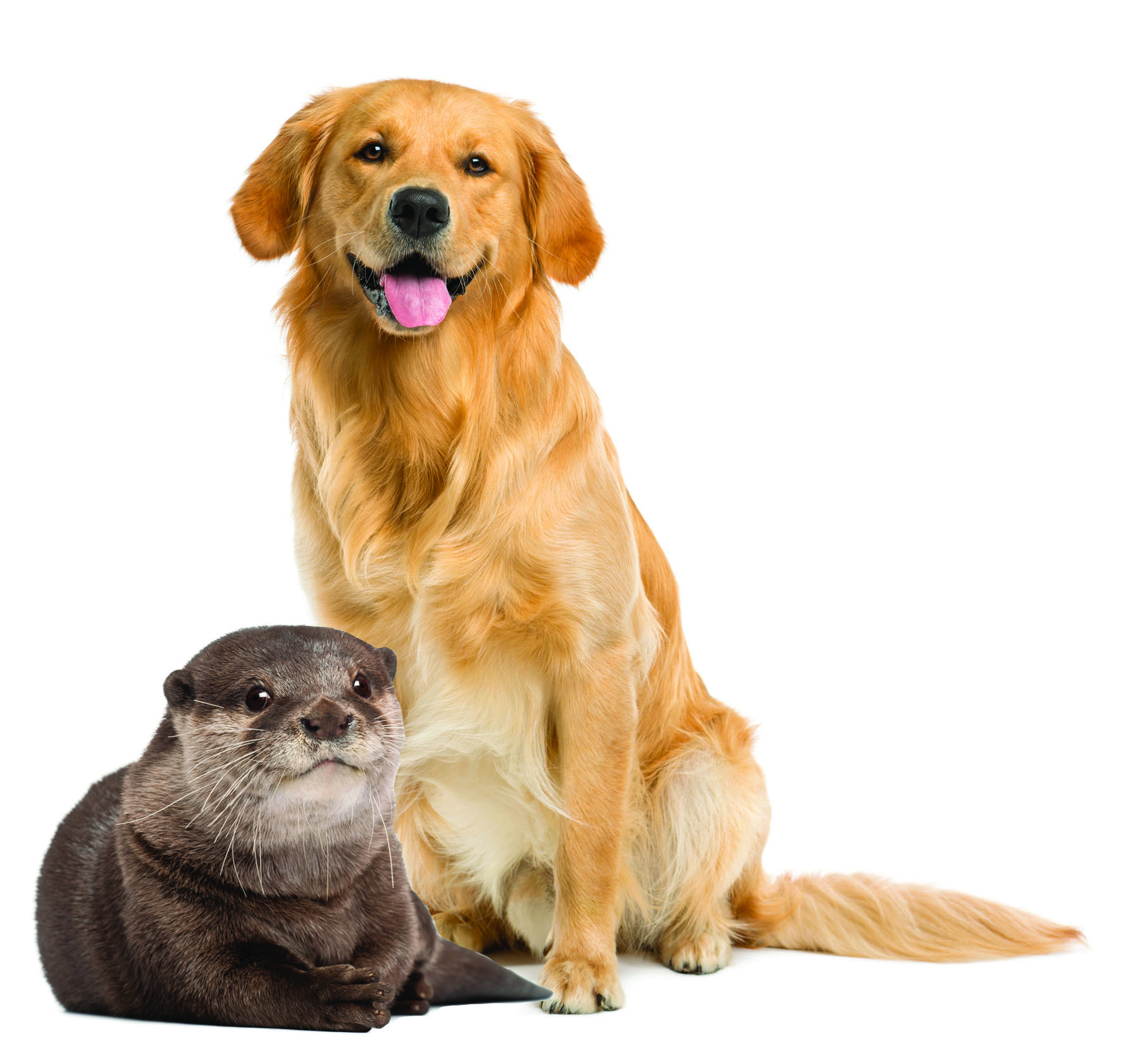 personality test lion otter golden retriever sorted by. relevance. 